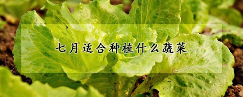 七月適合種植什么蔬菜