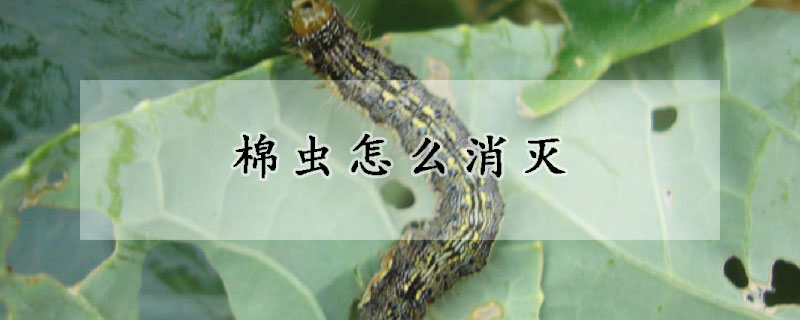 棉蟲怎么消滅