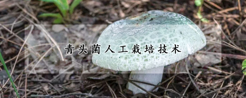 青頭菌人工栽培技術(shù)