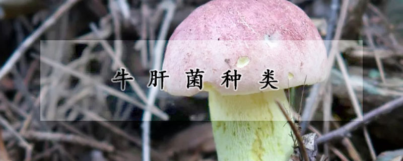 牛肝菌種類(lèi)