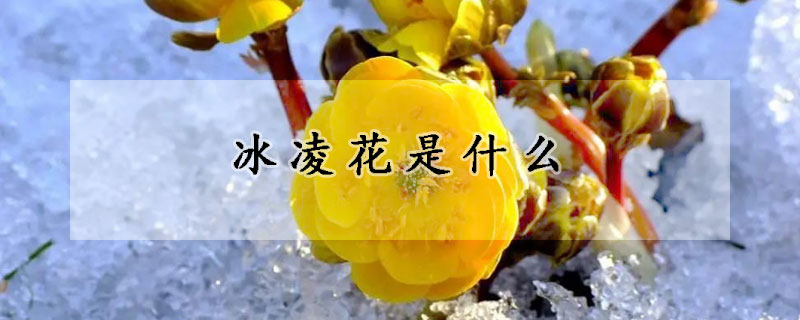 冰凌花是什么