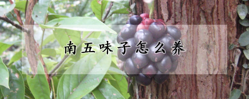 南五味子怎么養(yǎng)