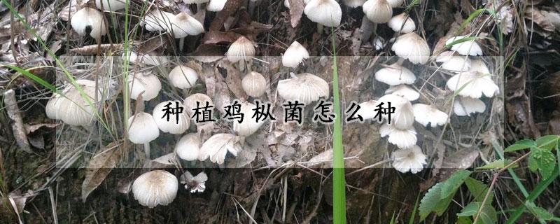 種植雞樅菌怎么種