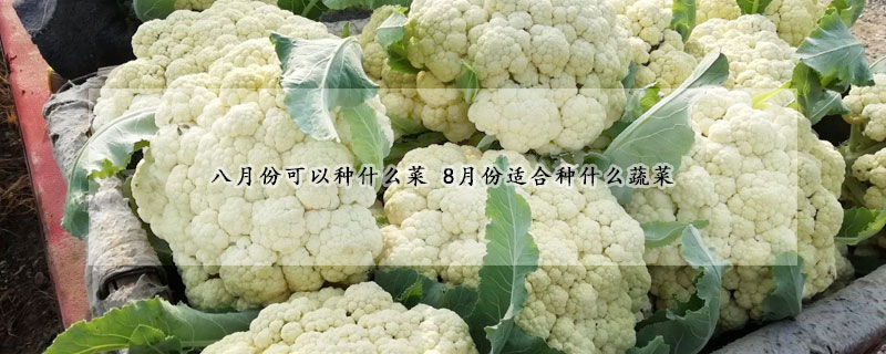 八月份可以種什么菜 8月份適合種什么蔬菜