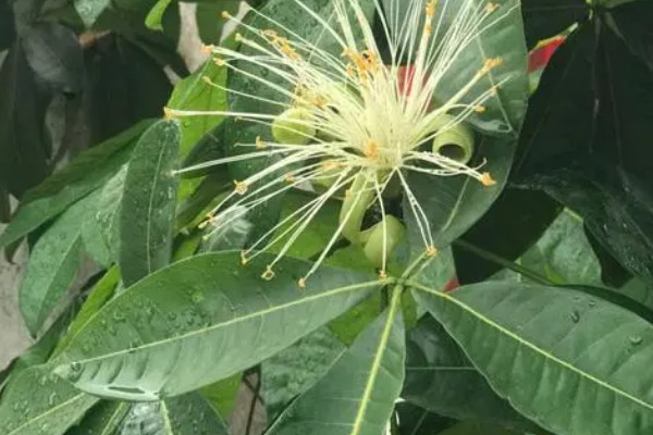 發財樹開花代表風水 發財樹放哪好