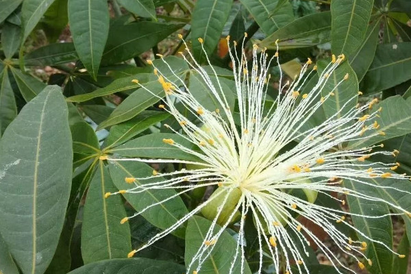 發財樹開花代表風水 發財樹放哪好