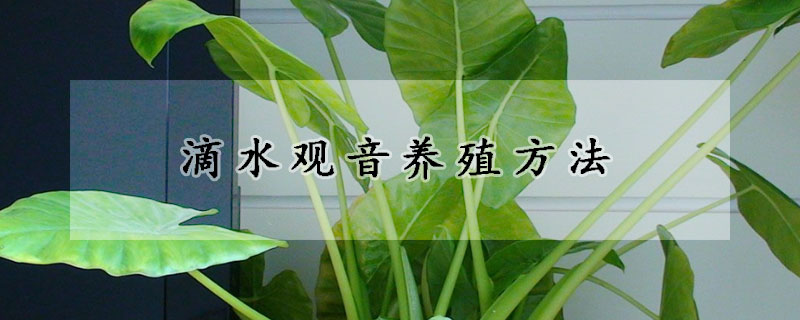 滴水觀音養(yǎng)殖方法