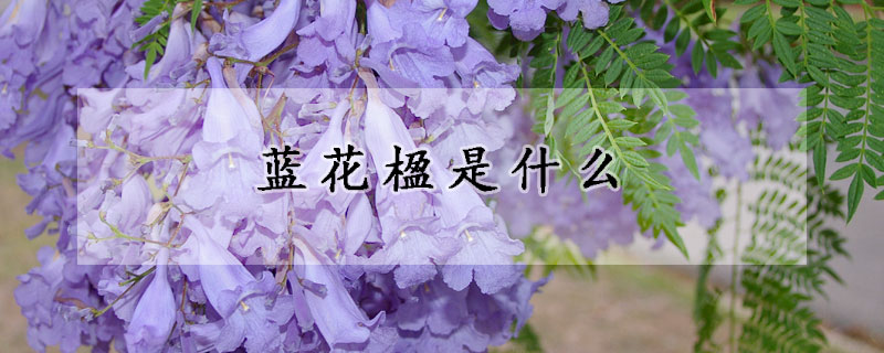 藍花楹是什么