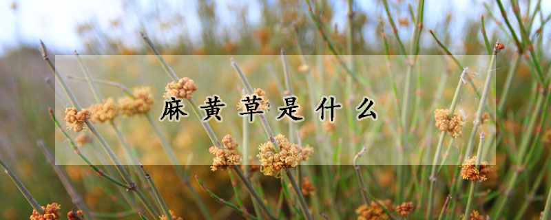 麻黃草是什么