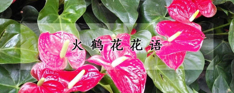 火鶴花花語