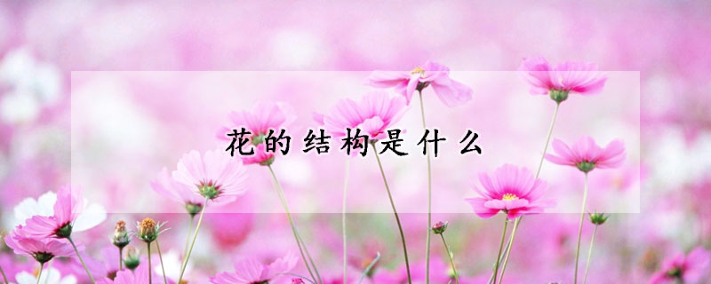 花的結(jié)構(gòu)是什么