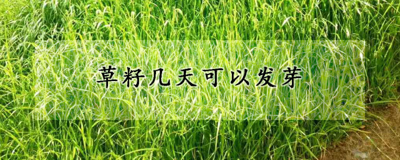 草籽幾天可以發(fā)芽