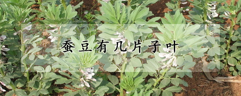 蠶豆有幾片子葉