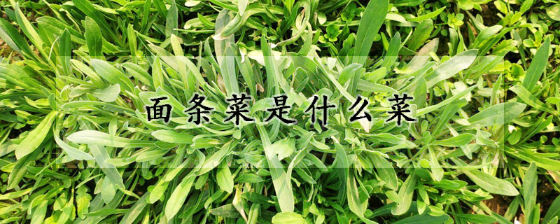 面條菜是什么菜