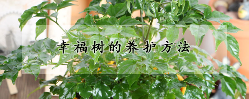 幸福樹的養(yǎng)護(hù)方法