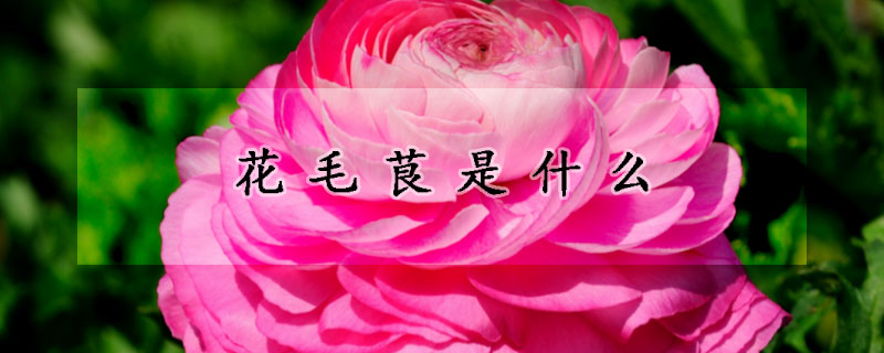 花毛茛是什么