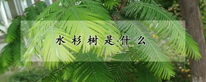 水杉樹是什么