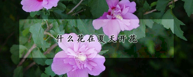 什么花在夏天開花