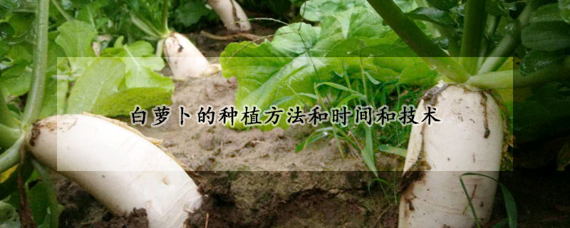 白蘿卜的種植方法和時間和技術(shù)