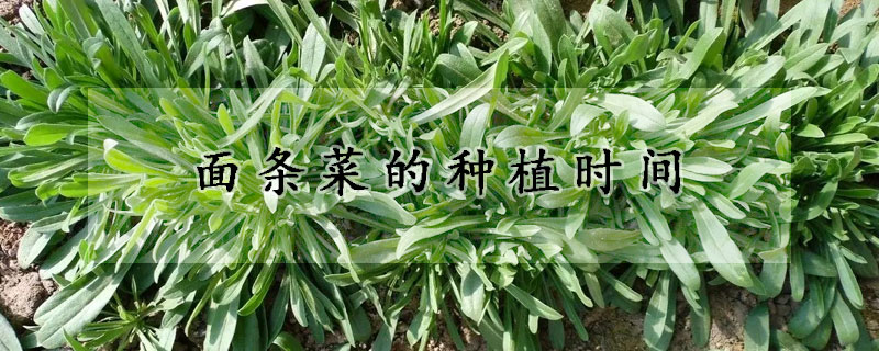 面條菜的種植時間