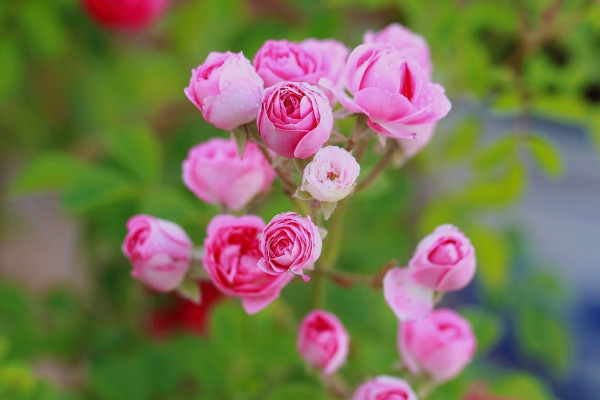 圣誕薔薇花語