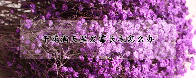 干花滿天星發霉長毛怎么辦