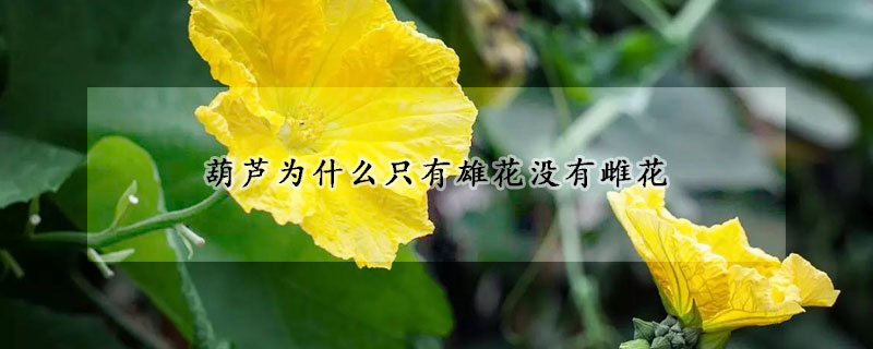 葫蘆為什么只有雄花沒有雌花