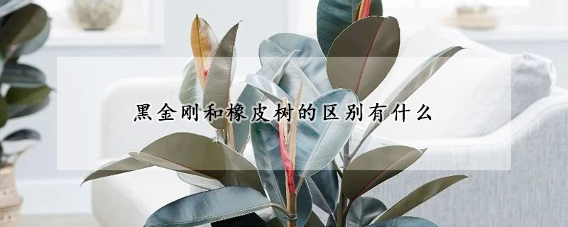 黑金剛和橡皮樹的區別有什么