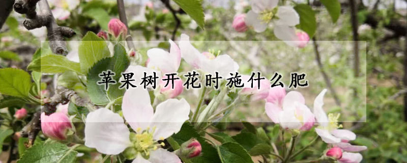 蘋果樹開花時施什么肥