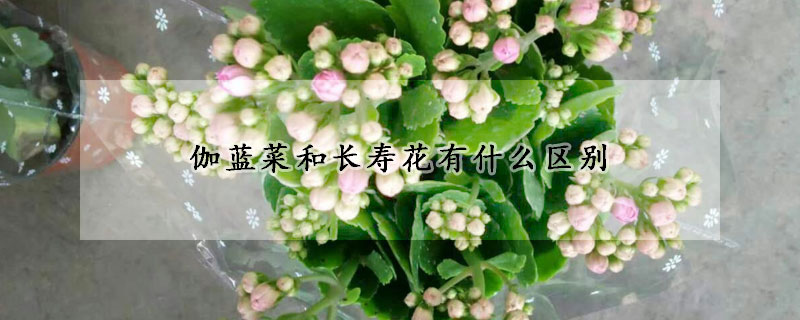 伽藍菜和長壽花有什么區別