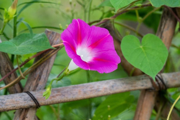 牽牛花花語是什么