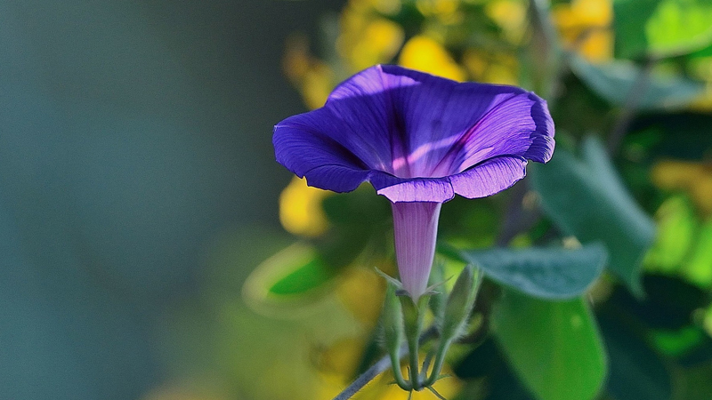 牽牛花花語是什么