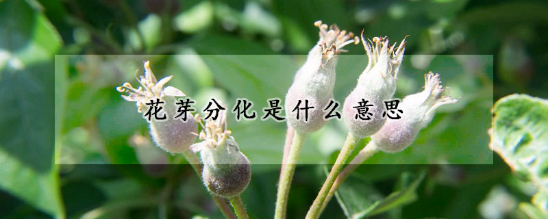 花芽分化是什么意思