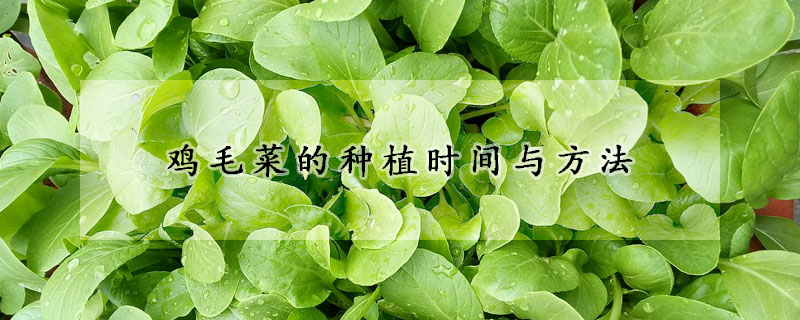 雞毛菜的種植時(shí)間與方法