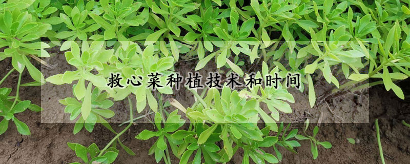 救心菜種植技術(shù)和時(shí)間