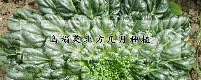 烏塌菜北方幾月種植