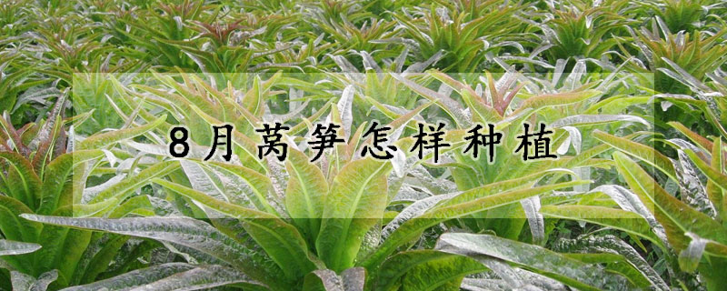 8月萵筍怎樣種植