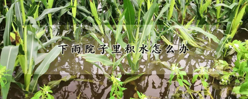 下雨院子里積水怎么辦