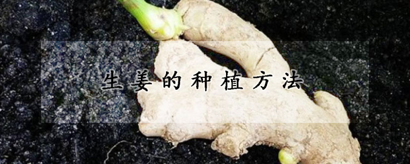 生姜的種植方法