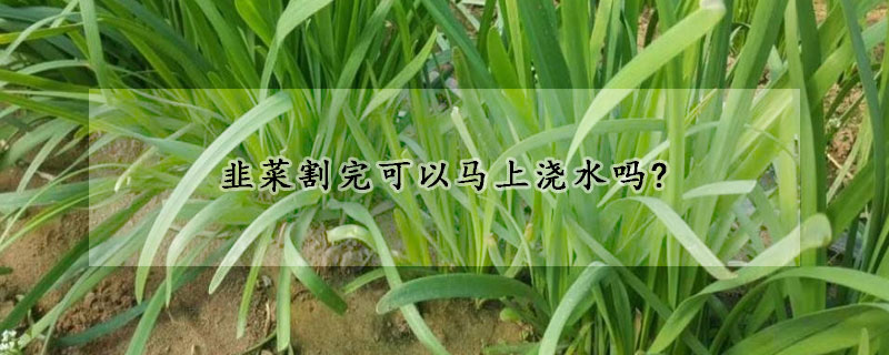 韭菜割完可以馬上澆水嗎?