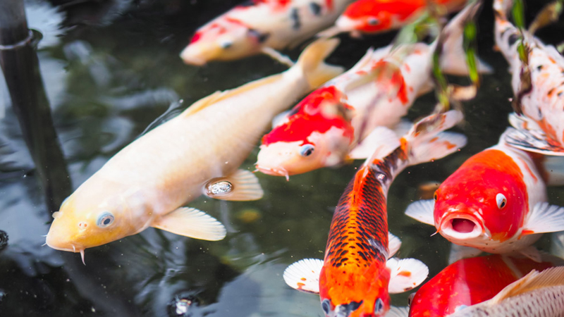 鯉魚草魚喂什么料最好