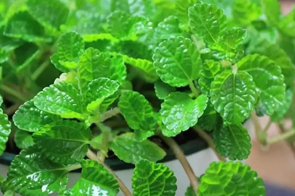 除甲醛十大排名植物 除甲醛植物排行榜