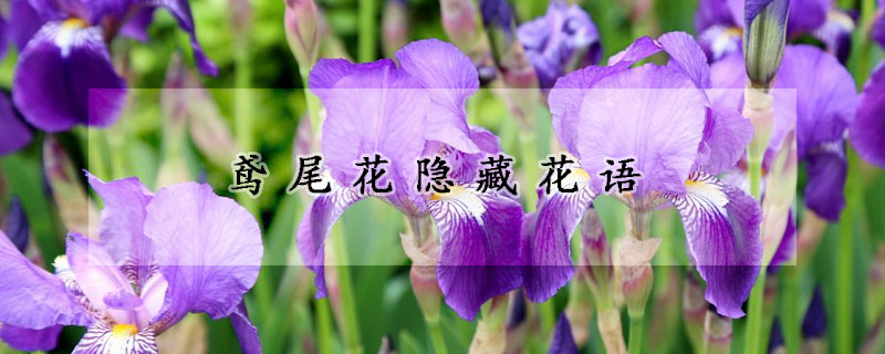 鳶尾花隱藏花語