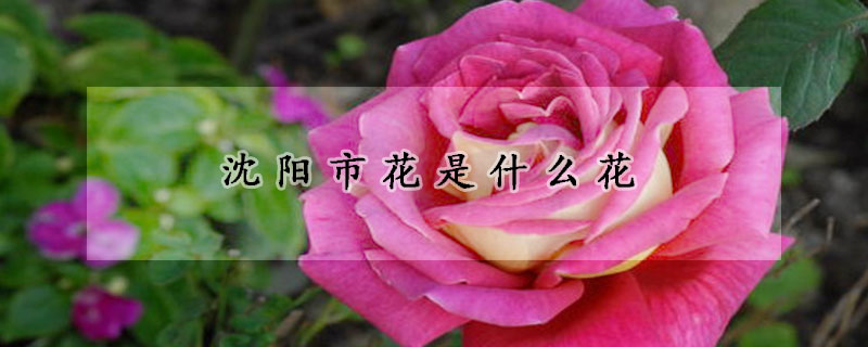 沈陽市花是什么花