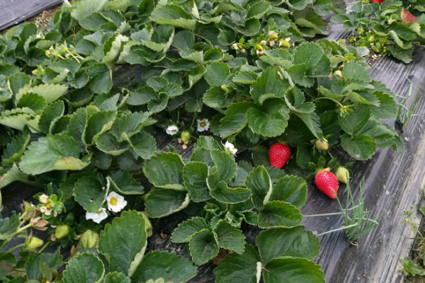 露天草莓種植技術及日常管理