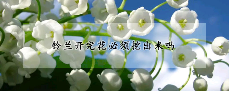 鈴蘭開完花必須挖出來嗎