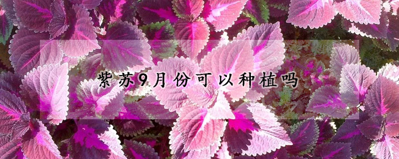 紫蘇9月份可以種植嗎