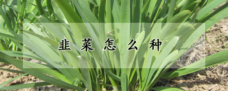 韭菜怎么種