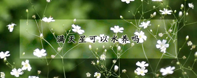 滿天星可以水養(yǎng)嗎