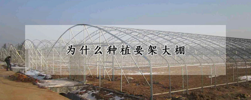 為什么種植要架大棚